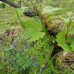 Biodiverté autour d'un pied