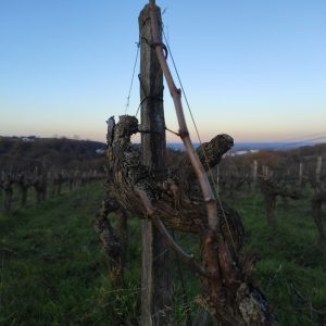 Branche d'un pied de vigne
