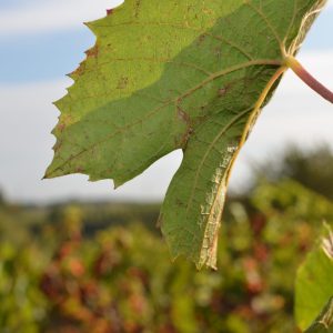 Feuille de vigne