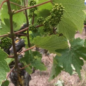 Floraison vignes fermeture de la grappe