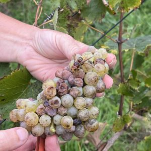 Grappe de raisin avec abeille