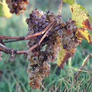 Grappes chenin