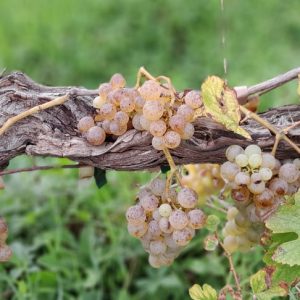 Grappes de chenin