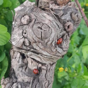 Coccinelle