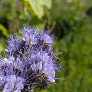 Abeilles