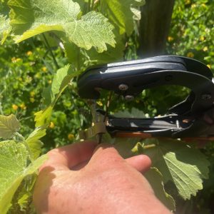 L'attache des vignes