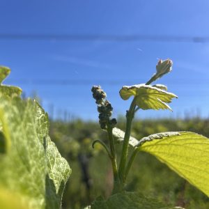 La floraison