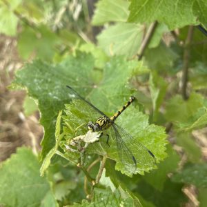 Libellule Cordulegaster annelée