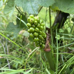 Arum tacheté