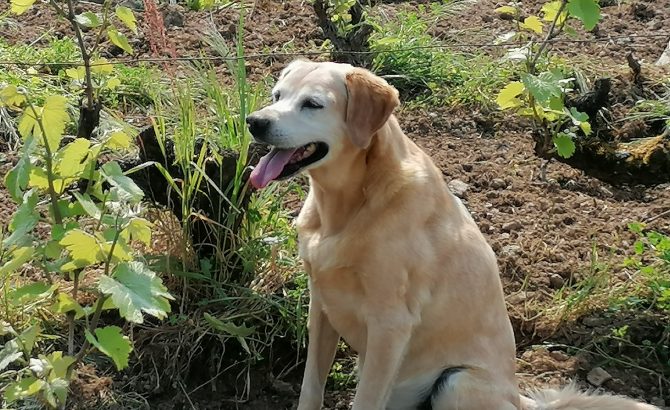 Junior la mascotte dans les vignes