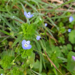 Le véronique de perse