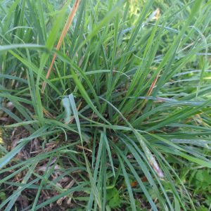 Paspalum scrobiculatum