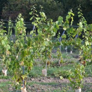 Plantation jeunes vignes chenin