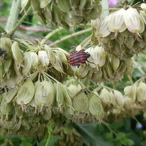 Punaise Arlequin_ Graphosoma lineatum