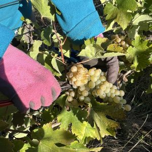 Vendange à la main