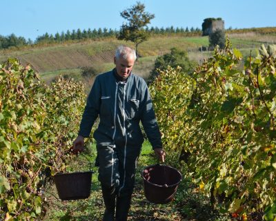 Vendanges chez Grellier - Gd Format (2)