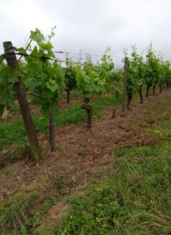 ébourgeonnage au pied à la pelle après.