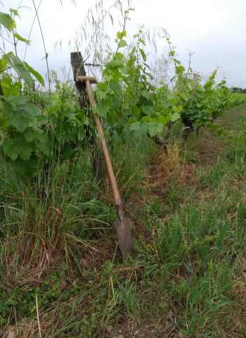 ébourgeonnage au pied à la pelle avant