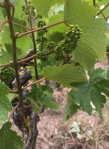 floraison vignes fermeture de la grappe