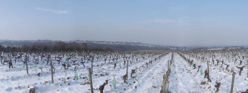 les vignes sous la neige