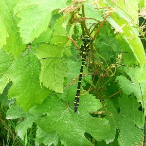 libellule _ Cordulegaster annelée