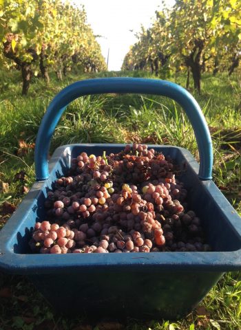 Panier de vendanges 2018-chenin