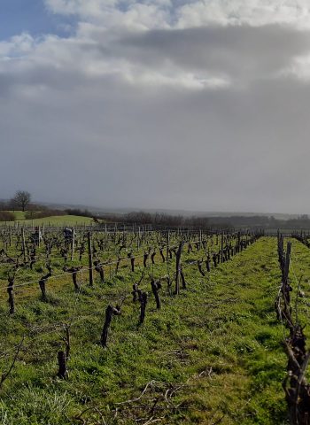 taille vignes lieu dit bellevue