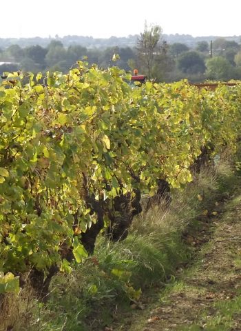 vieille vigne plantée en1945