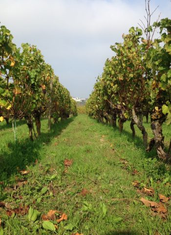 vigne lieu dit la montée